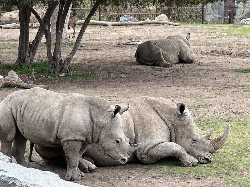 Rhino family at Fresno Chaffee Zoo
