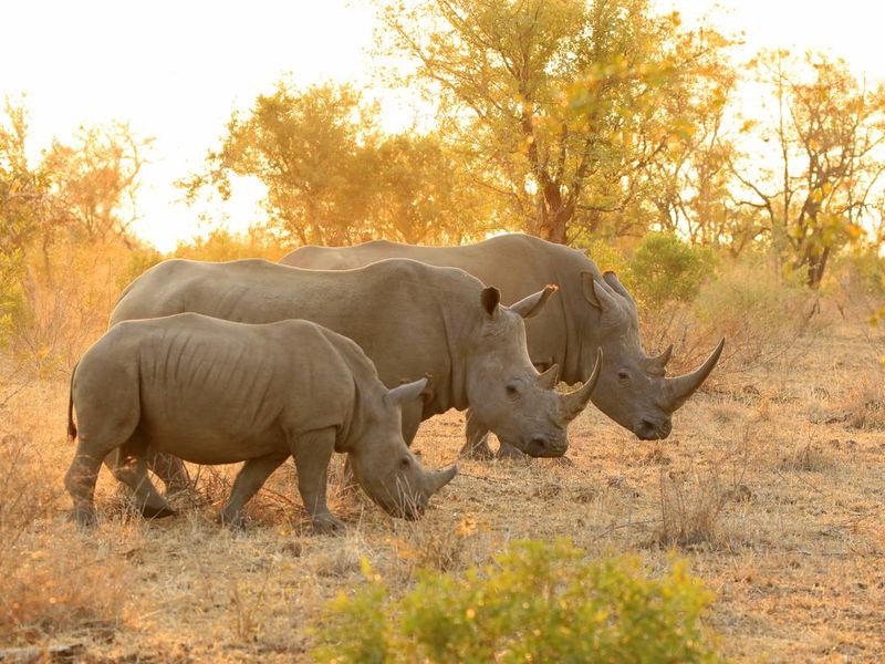 Rhino family Kruger National Park