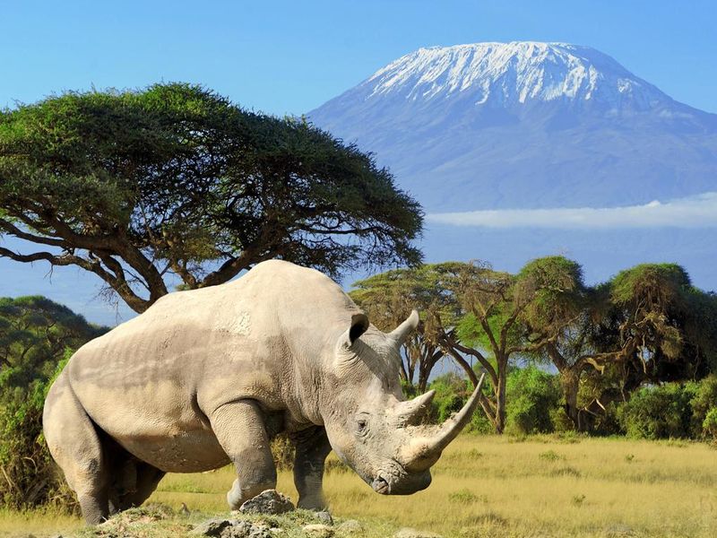 Rhino in front of  Mount Kilimanjaro