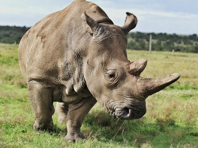 Rhinoceros in Grass