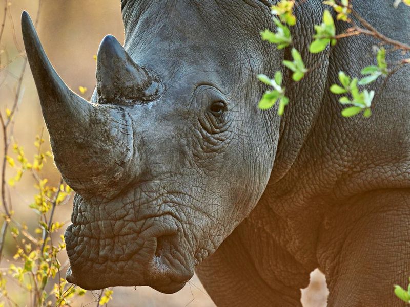 Rhinoceros in the savanna
