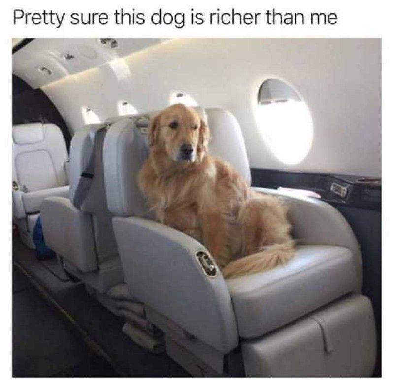 Rich dog