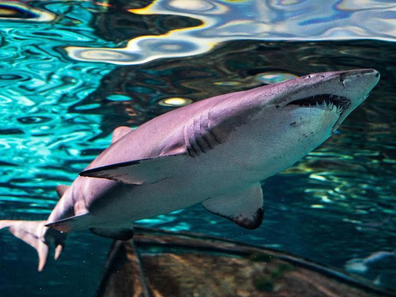 Ripley's Aquarium of Myrtle Beach Sharks