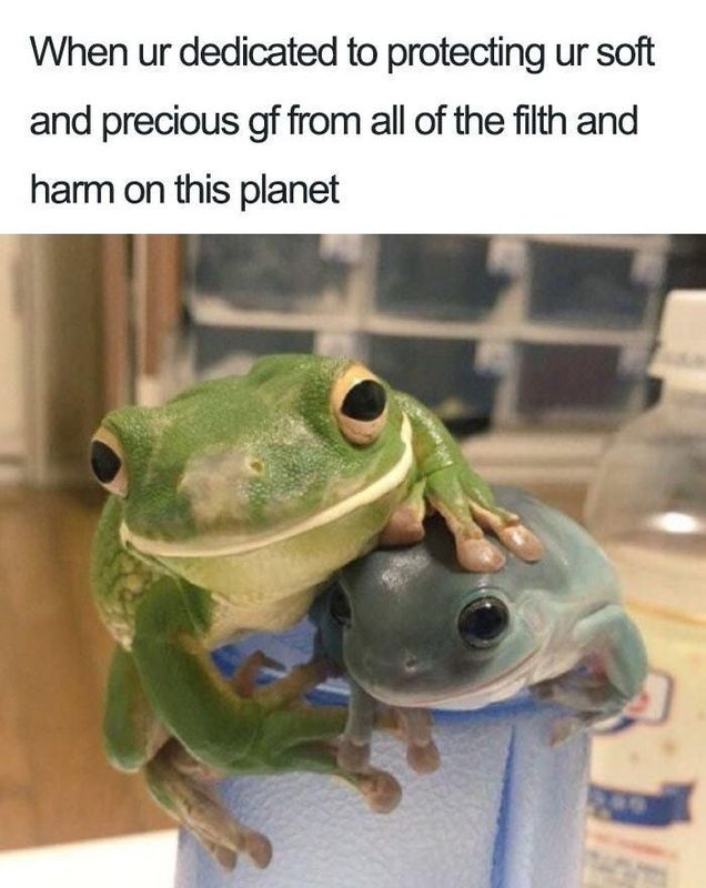 Romantic frogs