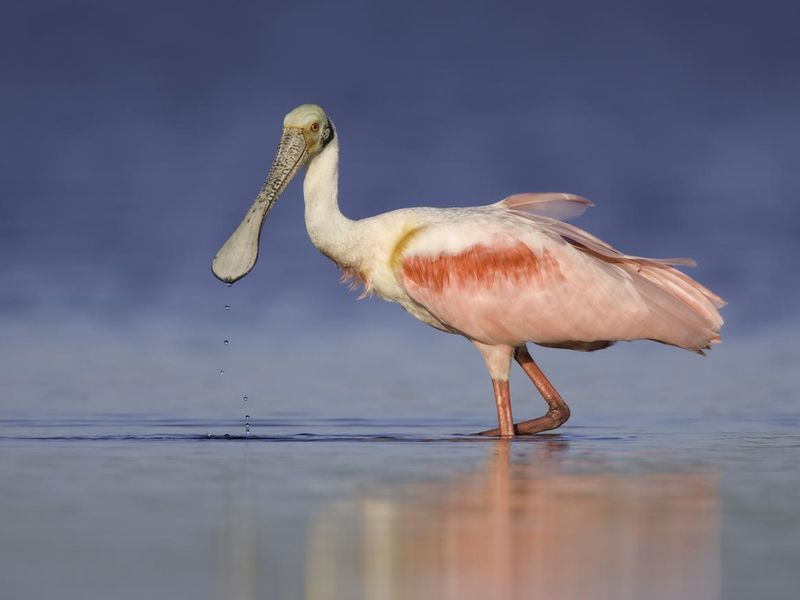 Roseate Spoonbill against deep blue background