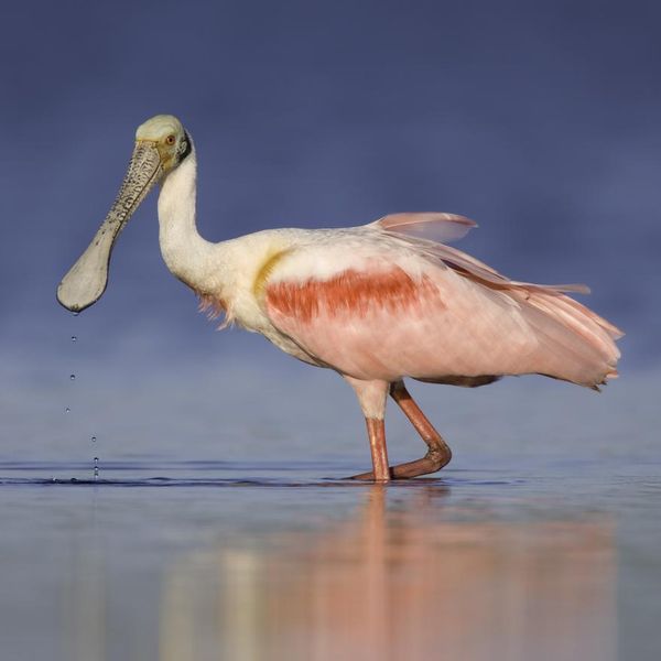 Meet the Roseate Spoonbill, a Seriously Underrated Pink Bird