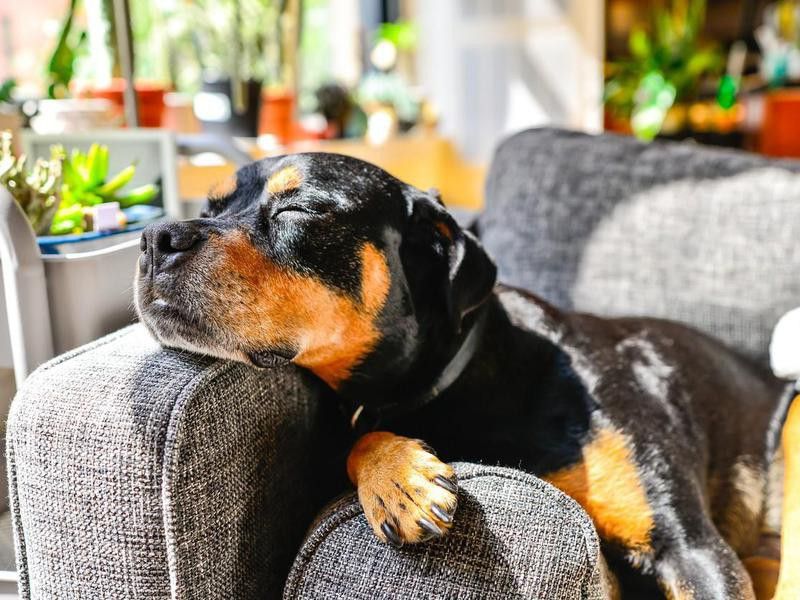 Rottweiler Dog Lounging Indoors on Couch with Head on Armrest