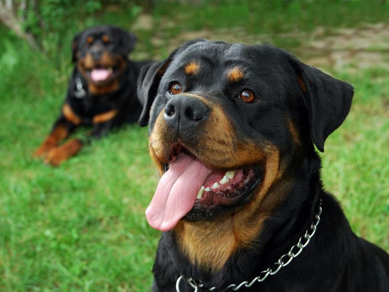 Rottweilers dogs
