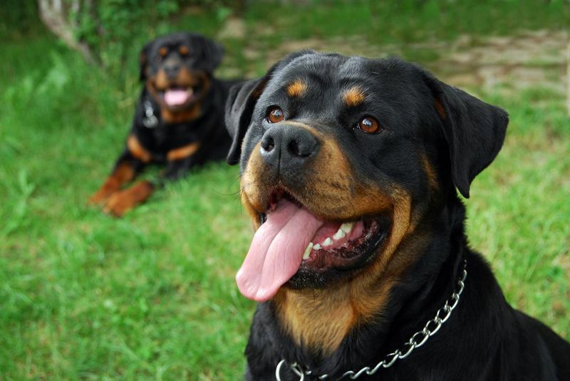 Rottweilers dogs