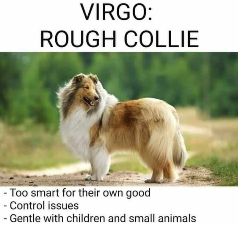 Rough collie Virgo meme