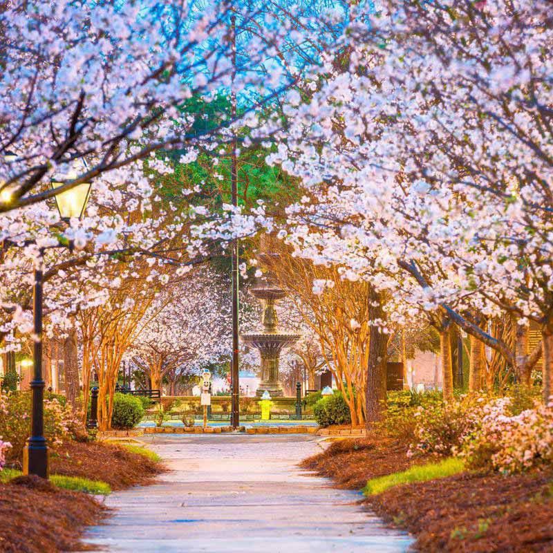 Row of cherry blossoms in Macon, Georgia