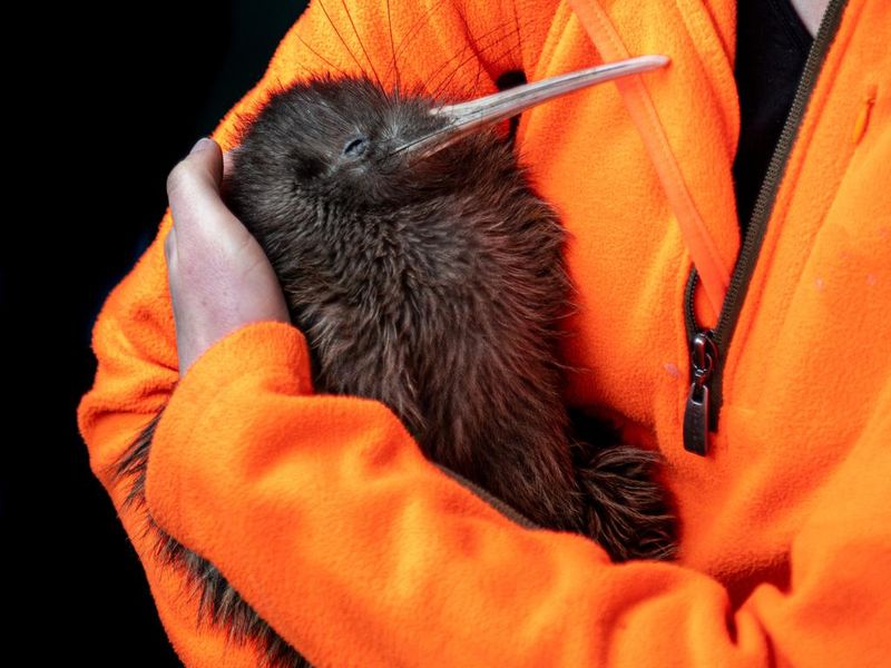 Crazy Facts About New Zealand's Cute Kiwi Bird | Always Pets