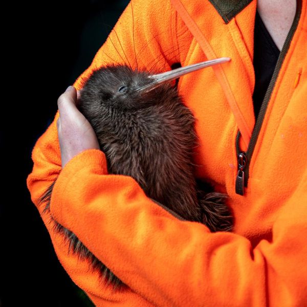 Crazy Facts About New Zealand's Cute Kiwi Bird