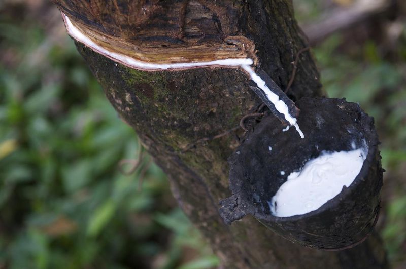 Rubber tree with white sap dripping into catcher