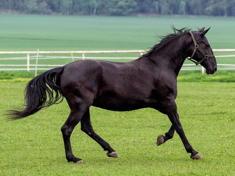 Running black Kladruber horse on green pasture