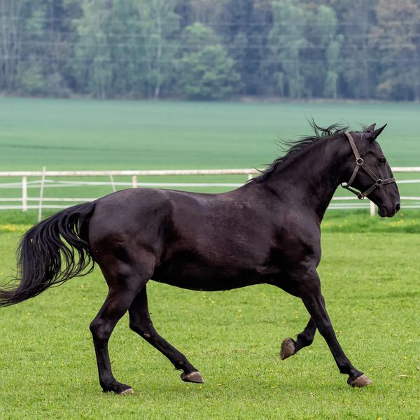 Running black kladrubian horse on green pasture.