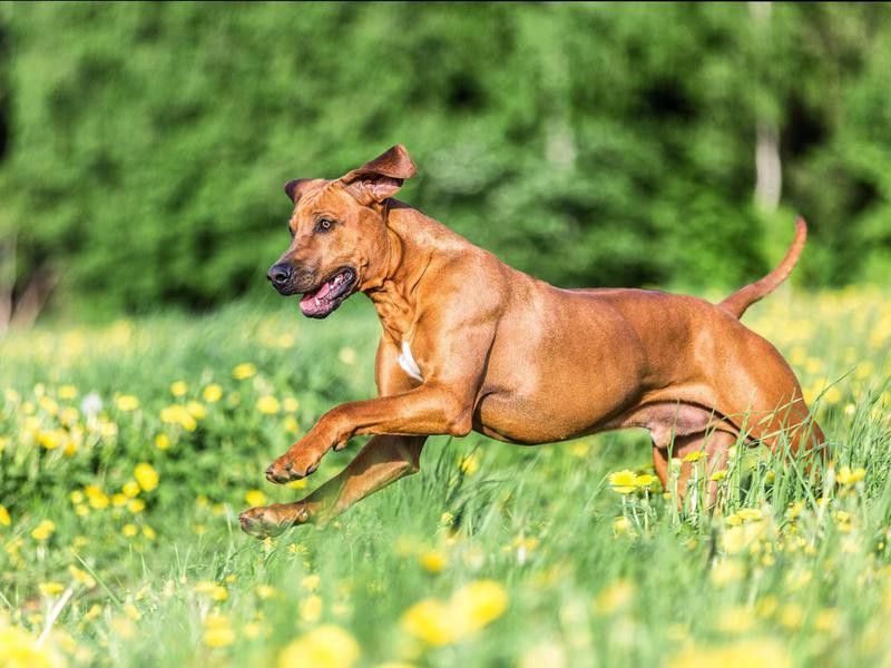 Running rhodesian ridgeback dog