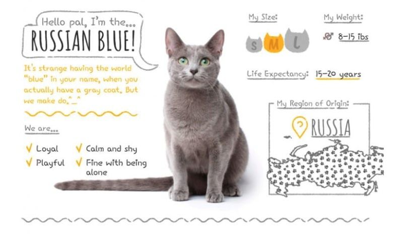 Russian blue cause allergies