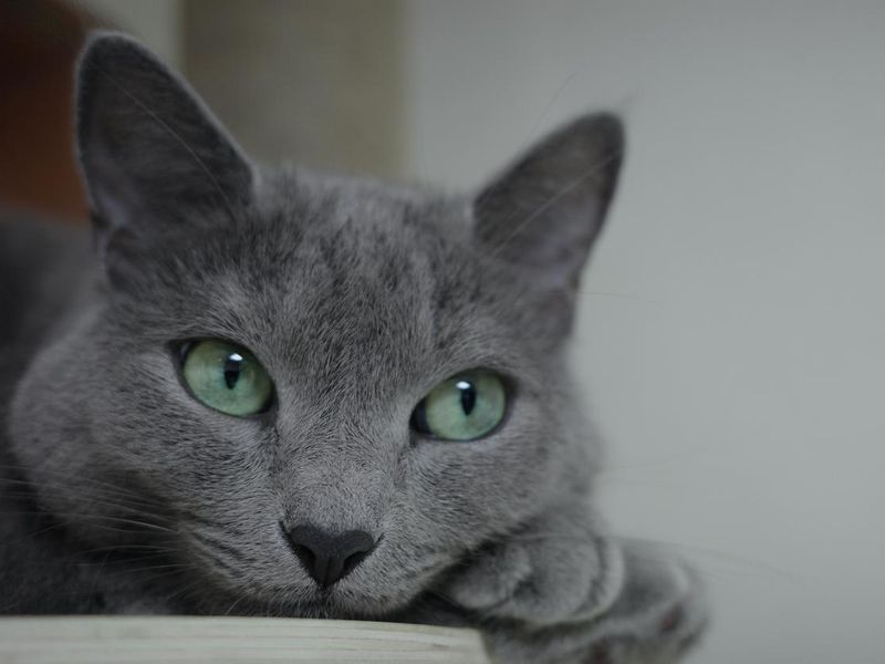 Russian blue which has green eyes