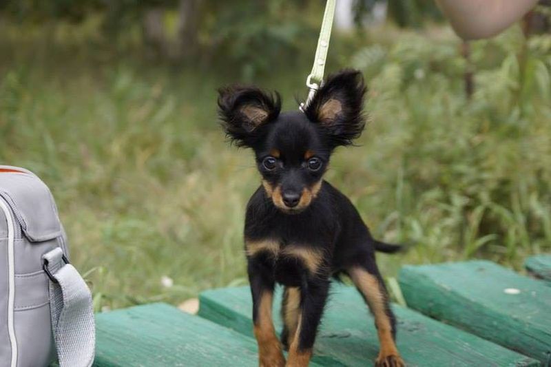 Russian toy terrier, rare small dog breed