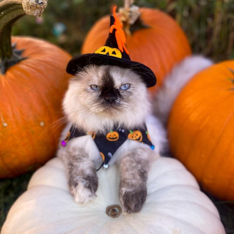 RYPET Cat Halloween Costume