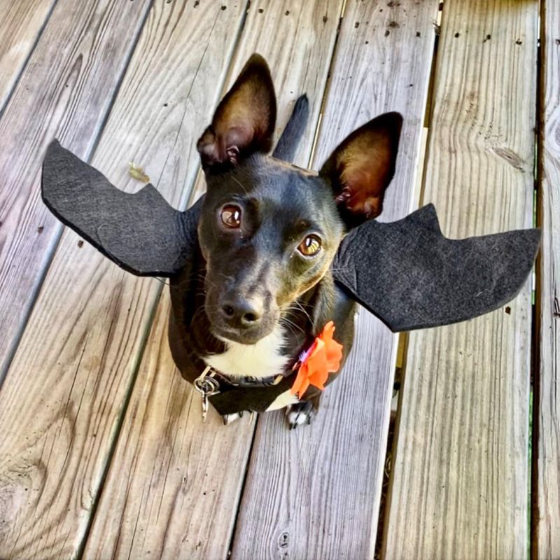 Rypet Dog Bat Costume