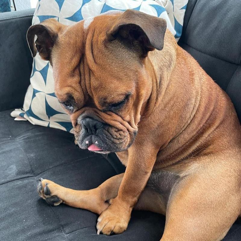 Sad bulldog with its tongue out