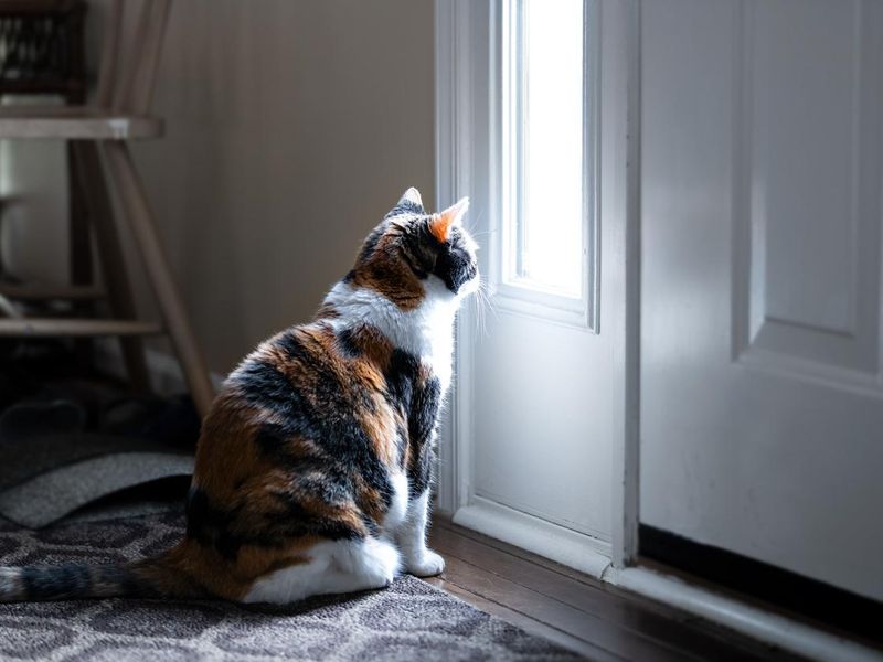Sad calico cat sitting and looking through small front door window on porch