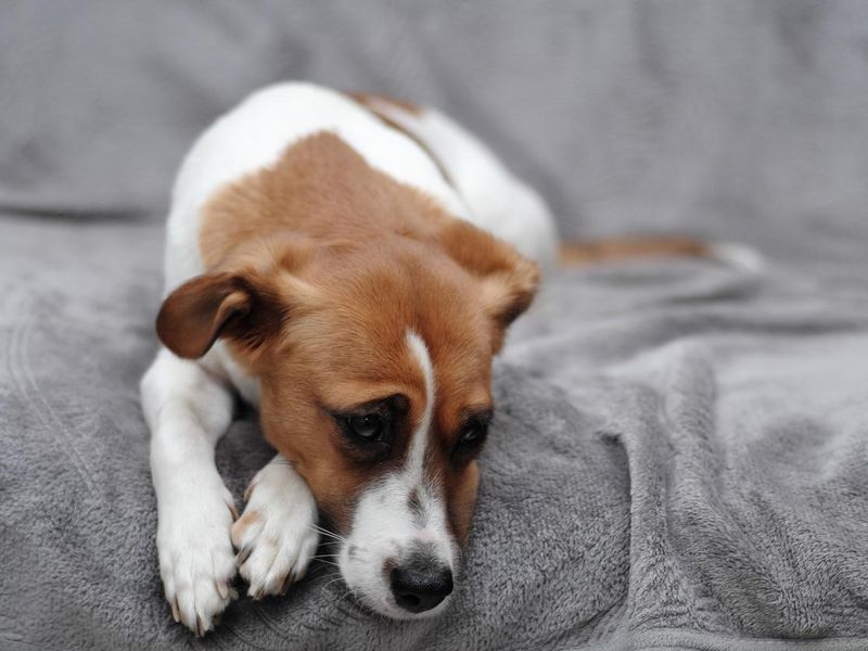 Sad dog on couch
