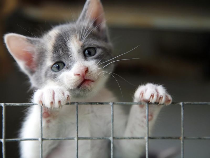 Sad looking kitten trying to climb over a wire fence