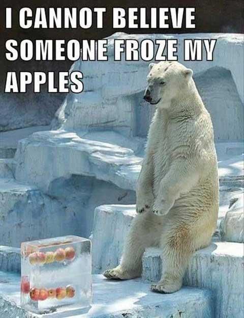 Sad polar bear meme
