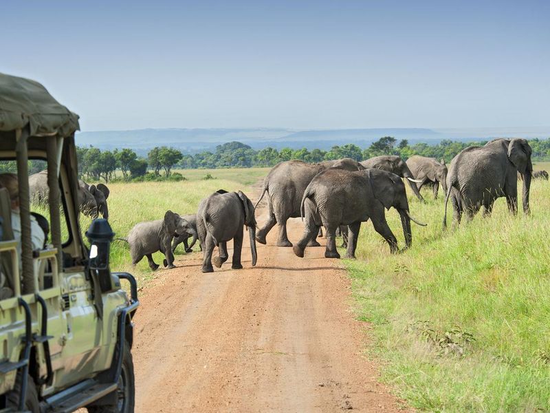 Safari car is waiting for crossing Elephants in Kenya