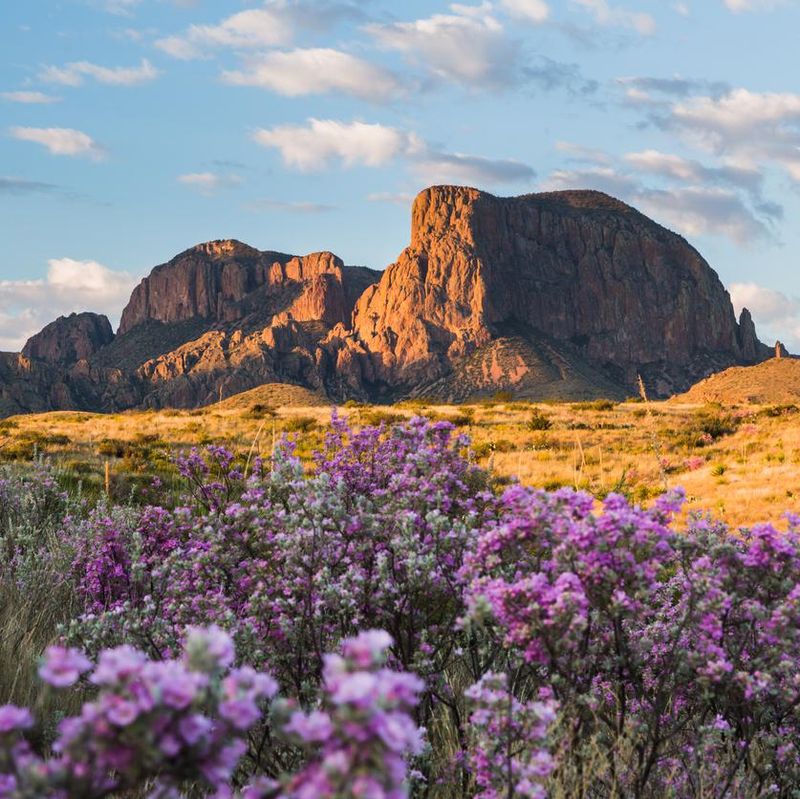Sagebrush in Bloom at the Chisos
