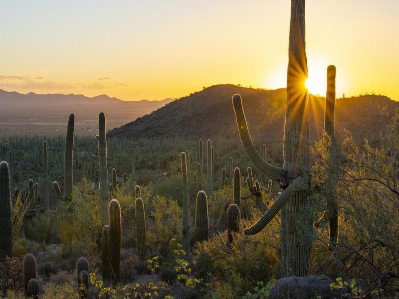 Saguaro Cactus Landscape at sunset