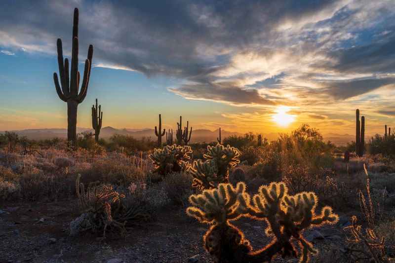 Saguaro sunset in Arizona