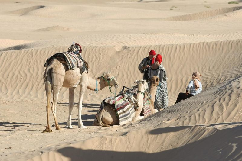 Sahara camels in Tunisia