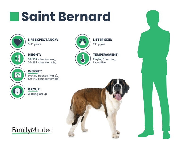 Saint Bernard breed