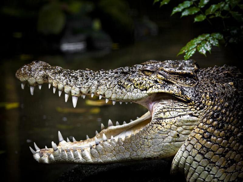 Saltwater crocodile close-up