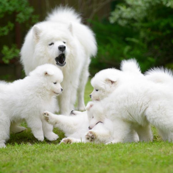 Cute Samoyed Puppies Grow Up to Be Amazing Dogs