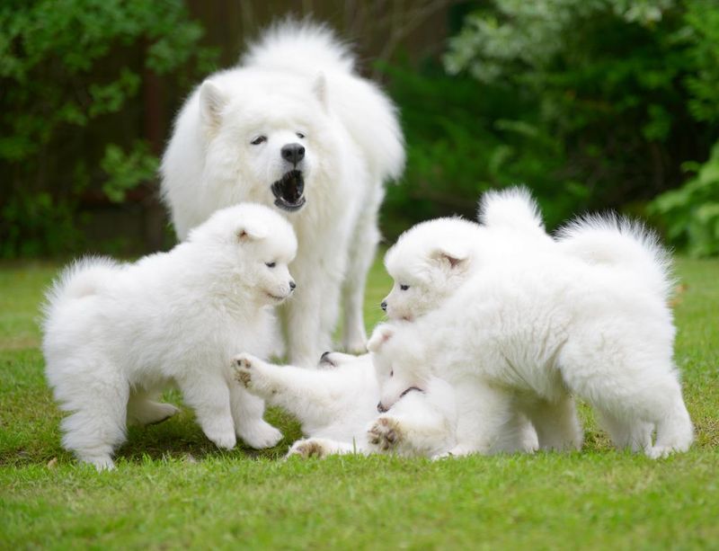 Samoyed dog and puppies