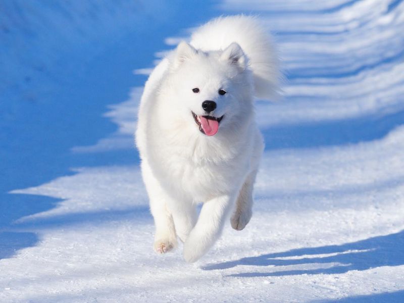 Samoyed puppy running in the snow