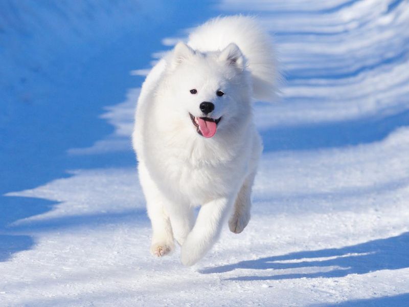 Samoyed puppy running in the snow