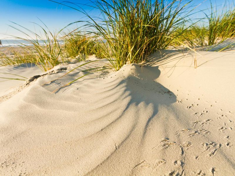 Sand Dunes on Pawleys Island South Carolina