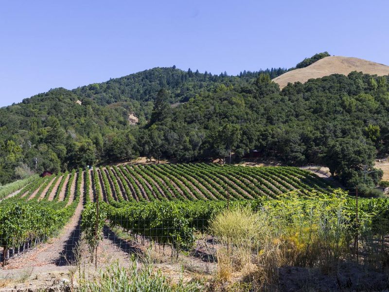 Santa Rosa vineyard