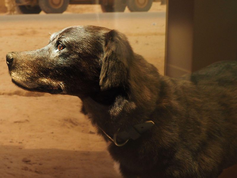 Sarbi, a dog who served in Afghanistan