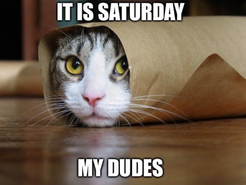 Saturday cat meme
