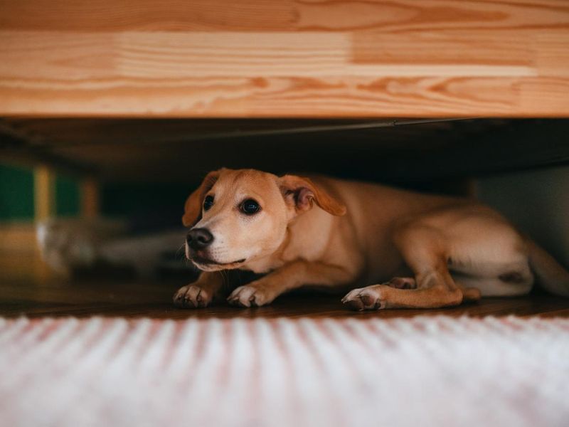 Scared Dog Is Hiding Under The Bed At Home