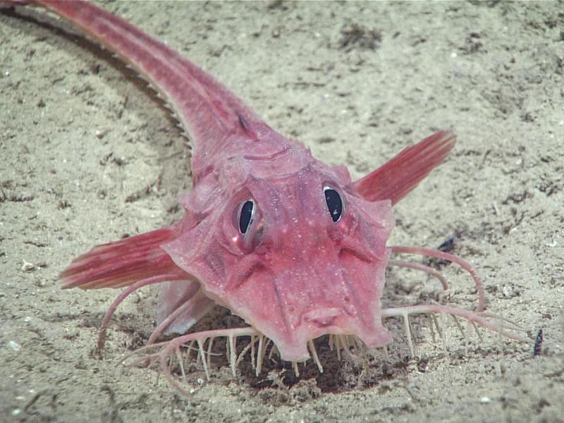 35 Scary Sea Creatures We Hope to Never Encounter | Always Pets