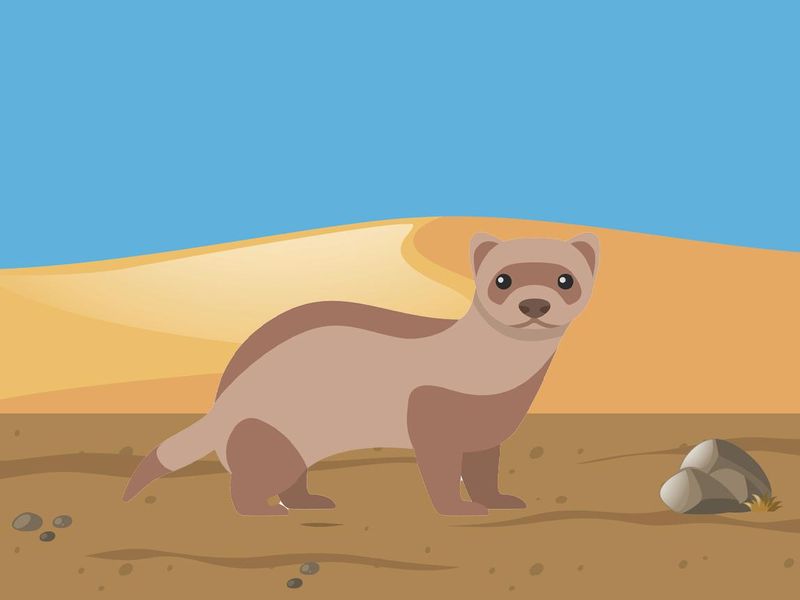 Scene with desert field and ferret