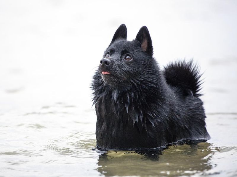 Schipperke, small black dog playing in the water, background with copy space